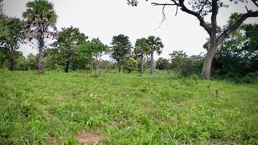Parcelle de 2 hectares à vendre à Yamoussoukro vers la BCEAO