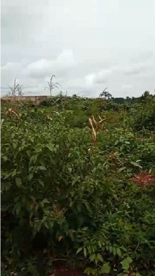 Terrains : 1 hectare 300 - Yamoussoukro / Morofé - Ebénézer  avec ACD