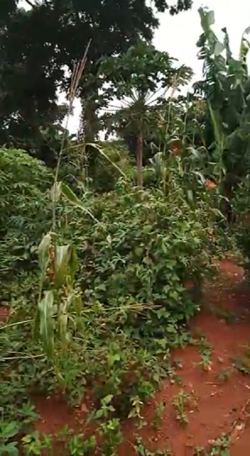 Terrains : 1 hectare 300 - Yamoussoukro / Morofé - Ebénézer  avec ACD